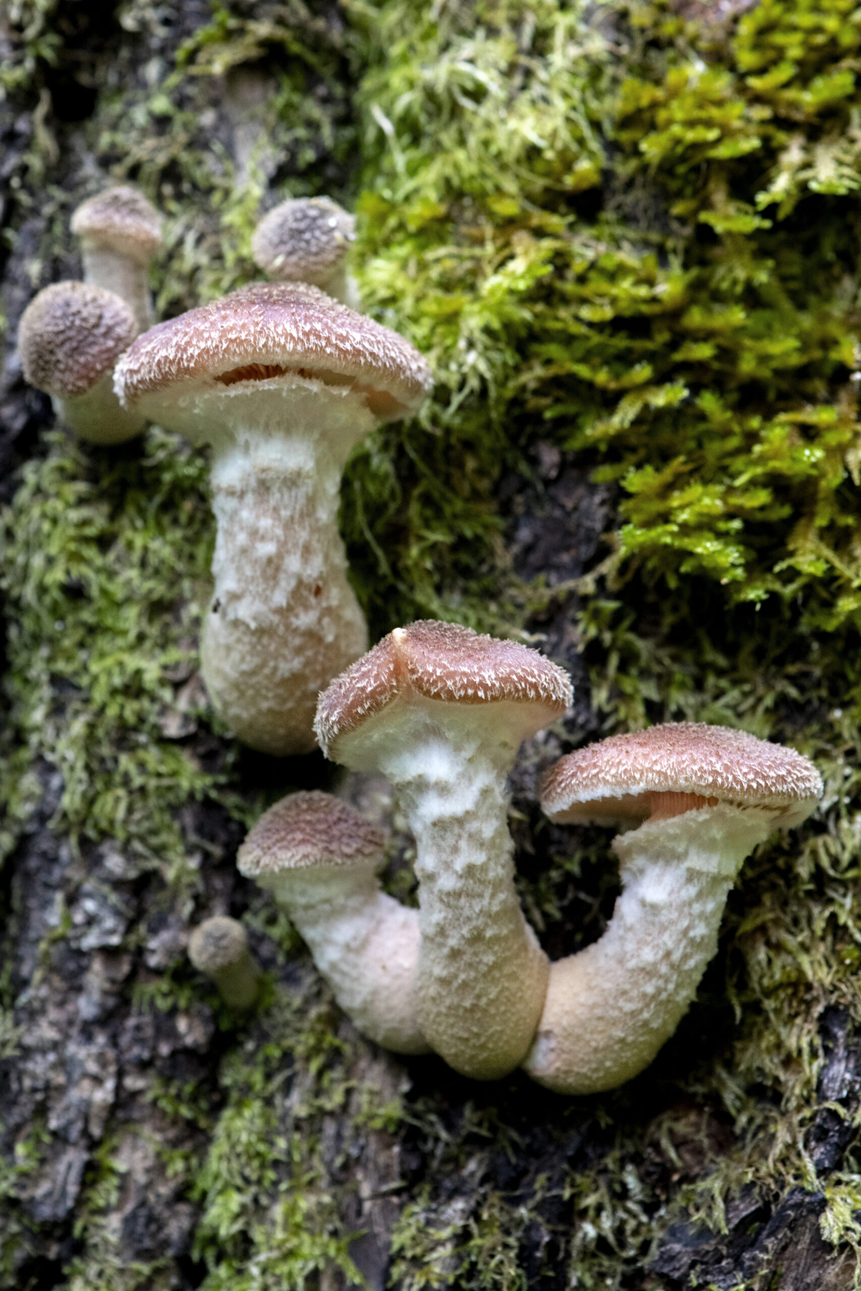 Talking Fungus: Finding Language for a Troubled Kingdom - Springs