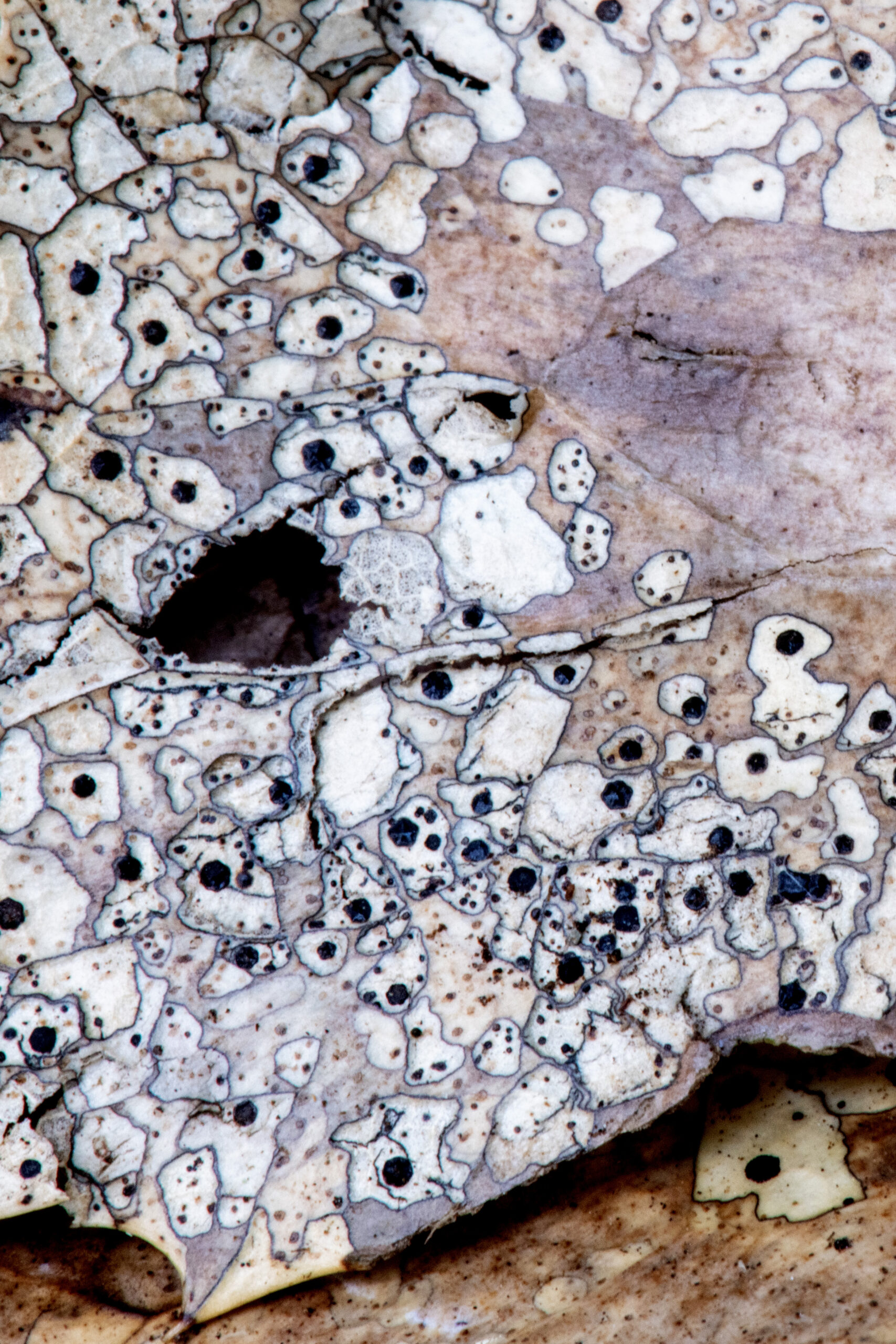 入手困難 M’AXUS参加オムニバスCD TRACY MAXUS FUNGUS Talking Fungus: Finding Language for a Troubled Kingdom - Springs