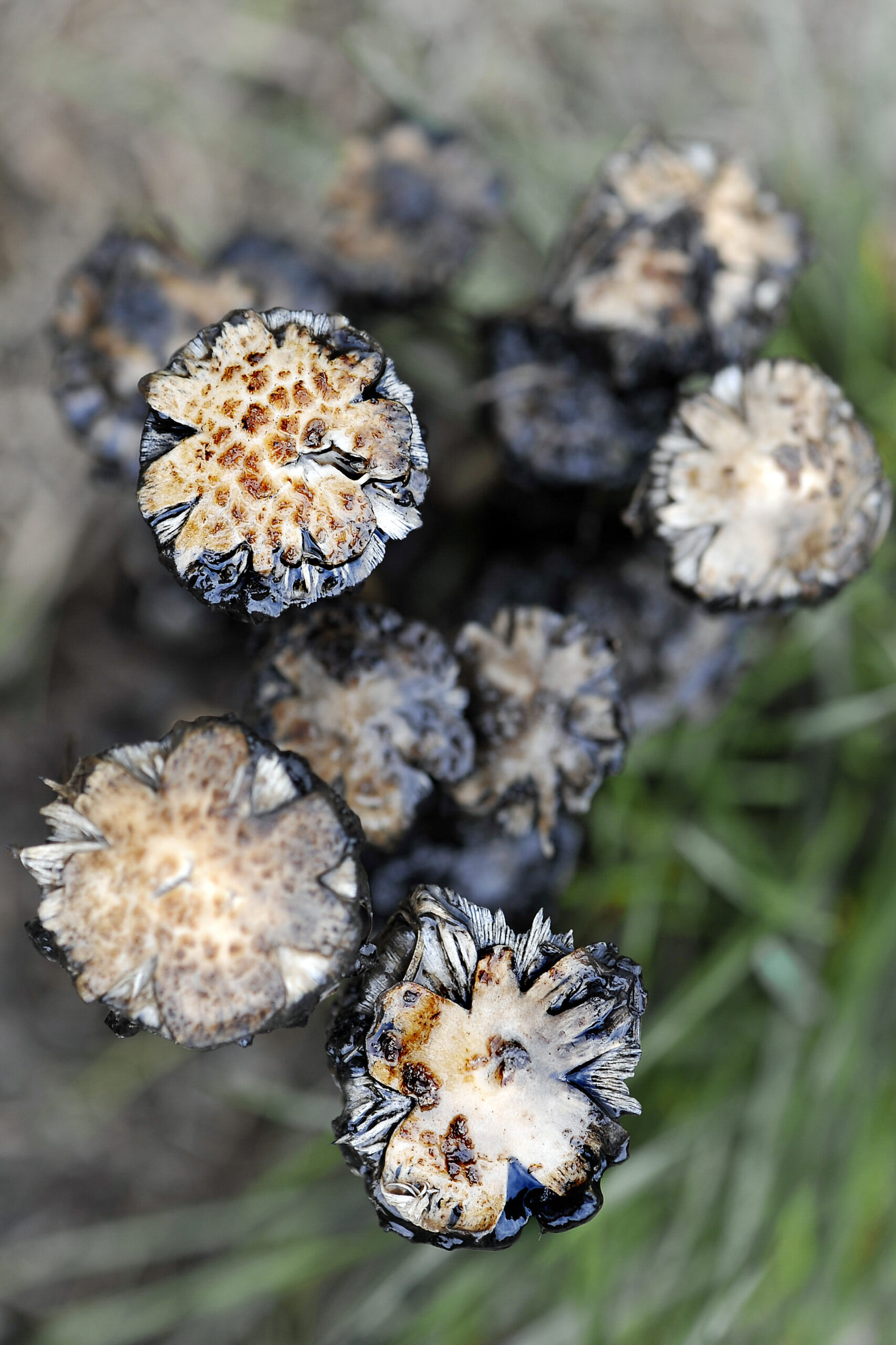 Talking Fungus: Finding Language for a Troubled Kingdom - Springs