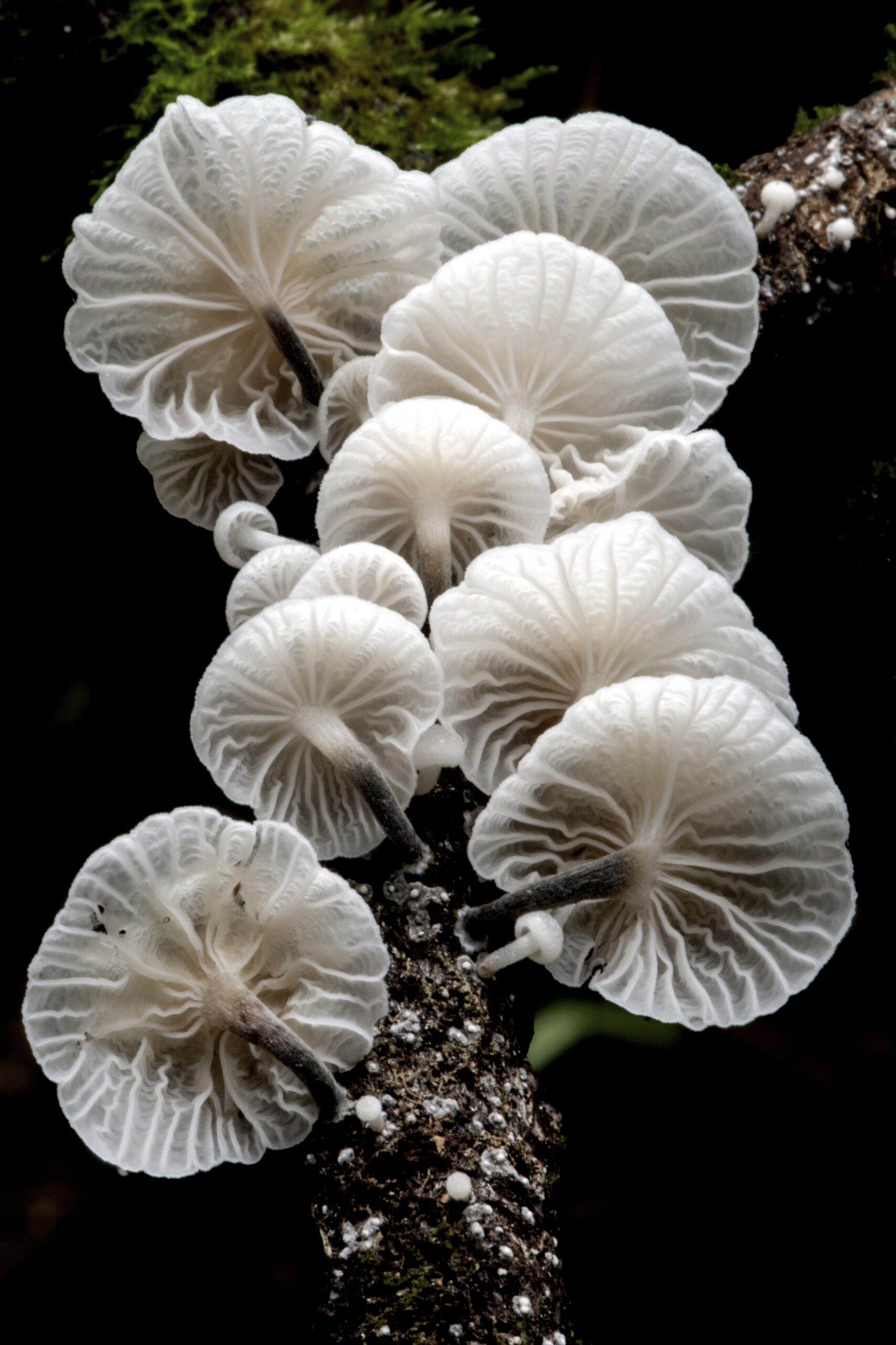 Talking Fungus: Finding Language for a Troubled Kingdom - Springs
