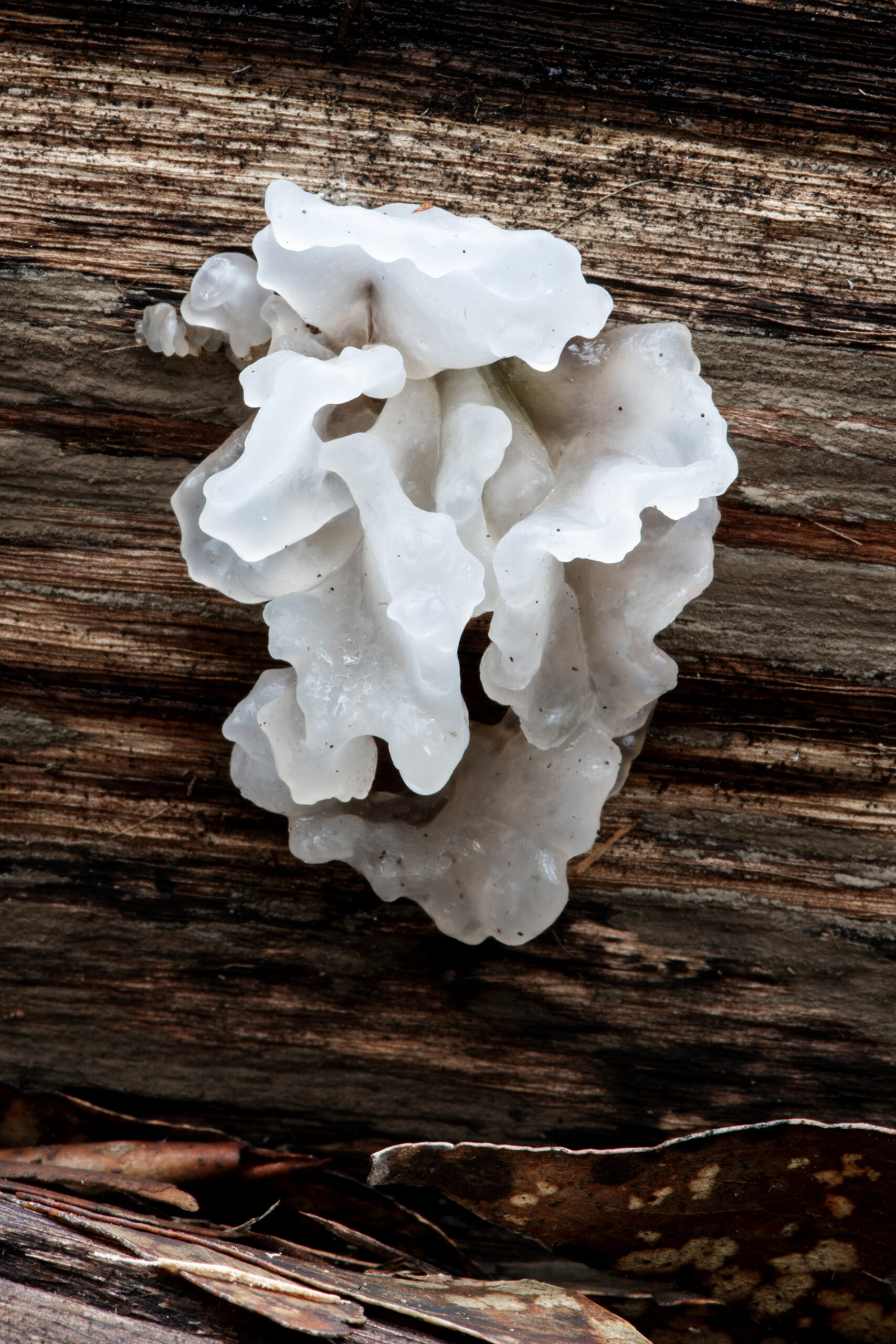 Talking Fungus: Finding Language for a Troubled Kingdom - Springs